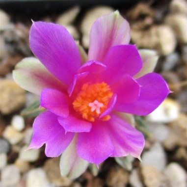 Ariocarpus kotschoubeyanus