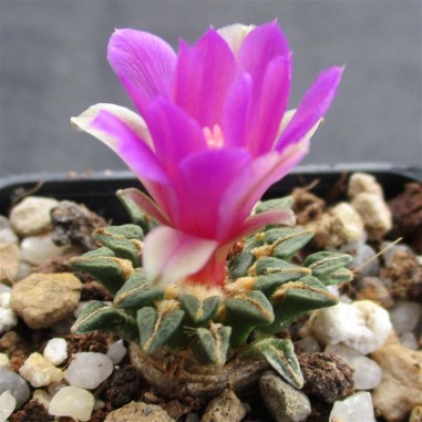 Ariocarpus kotschoubeyanus