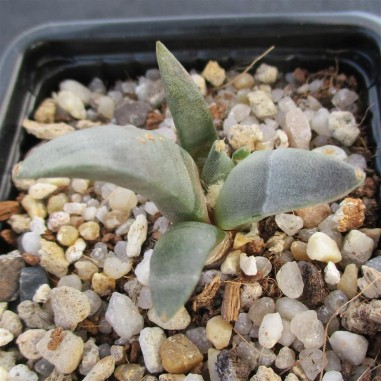 Ariocarpus retusus