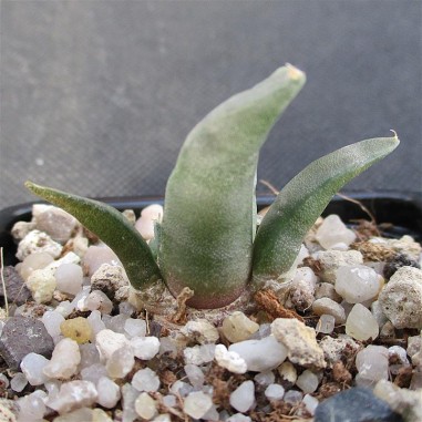 Ariocarpus retusus