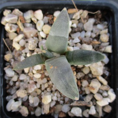 Ariocarpus retusus