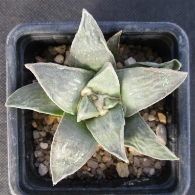 Ariocarpus retusus var furfuraceus