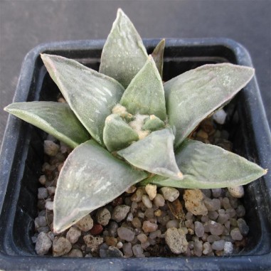 Ariocarpus retusus var furfuraceus