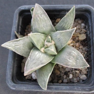 Ariocarpus retusus var furfuraceus