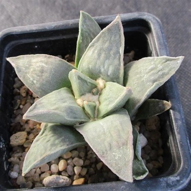 Ariocarpus retusus var furfuraceus