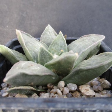 Ariocarpus retusus var furfuraceus