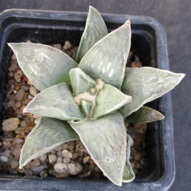 Ariocarpus retusus var furfuraceus