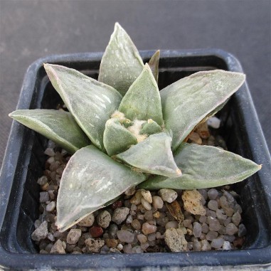 Ariocarpus retusus var furfuraceus