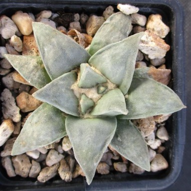 Ariocarpus retusus var furfuraceus