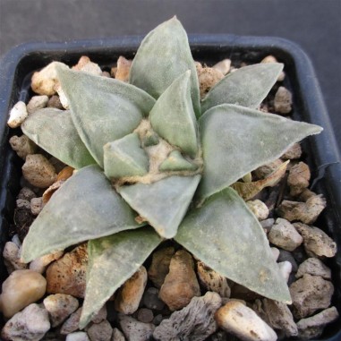 Ariocarpus retusus var furfuraceus