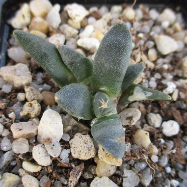 Ariocarpus retusus fa casillas