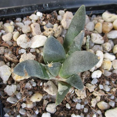 Ariocarpus retusus fa casillas