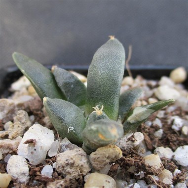 Ariocarpus retusus fa casillas