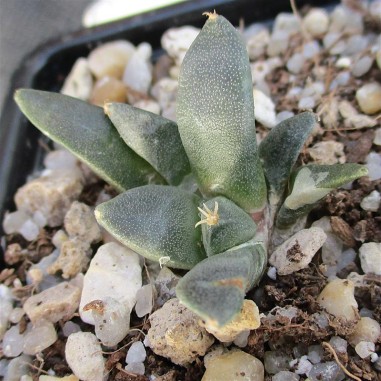 Ariocarpus retusus fa casillas