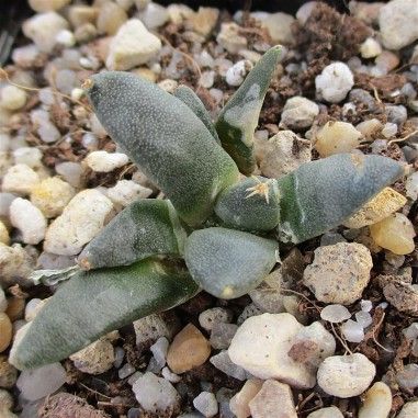 Ariocarpus retusus fa casillas