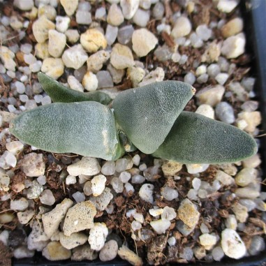 Ariocarpus retusus fa casillas