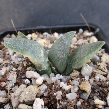 Ariocarpus retusus fa casillas