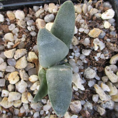 Ariocarpus retusus fa casillas