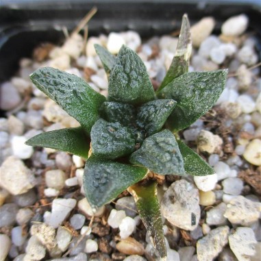 Ariocarpus bravoanus subsp hintonii