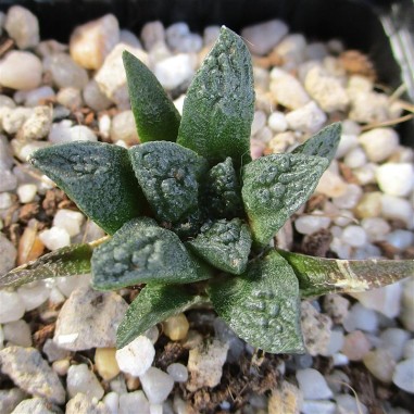 Ariocarpus bravoanus subsp hintonii