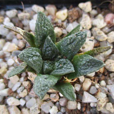 Ariocarpus bravoanus subsp hintonii