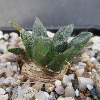 Ariocarpus bravoanus subsp hintonii