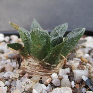 Ariocarpus bravoanus subsp hintonii