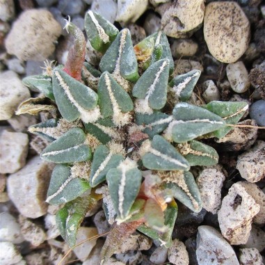 Ariocarpus kotschoubeyanus var....