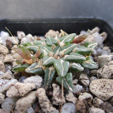 Ariocarpus kotschoubeyanus var....