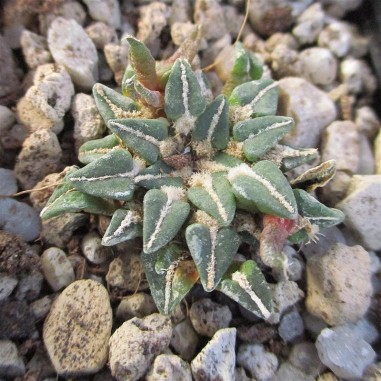 Ariocarpus kotschoubeyanus var....