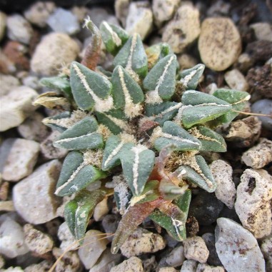 Ariocarpus kotschoubeyanus var....