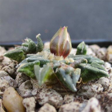 Ariocarpus kotschoubeyanus var...