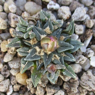 Ariocarpus kotschoubeyanus var...