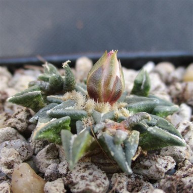 Ariocarpus kotschoubeyanus var...