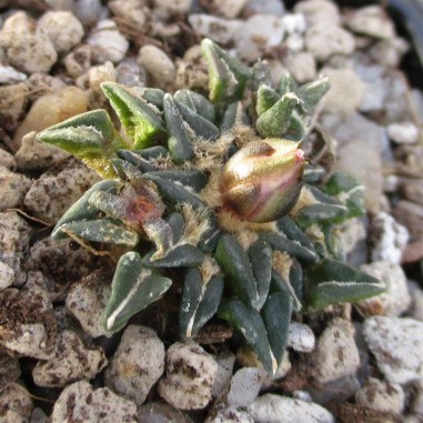 Ariocarpus kotschoubeyanus var...