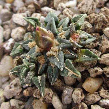 Ariocarpus kotschoubeyanus var...