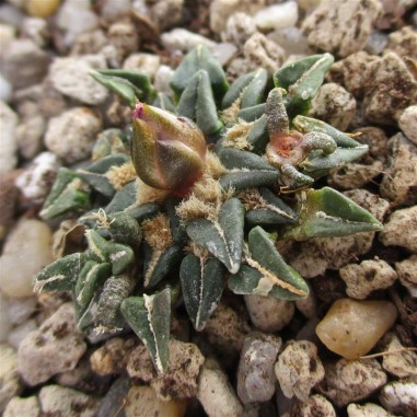 Ariocarpus kotschoubeyanus var...