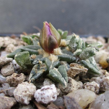 Ariocarpus kotschoubeyanus var...