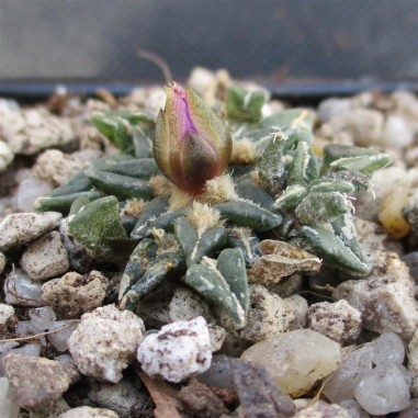 Ariocarpus kotschoubeyanus var...