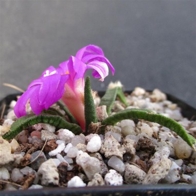 Ariocarpus agavoides