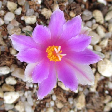 Ariocarpus kotschoubeyanus