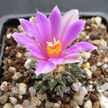 Ariocarpus kotschoubeyanus