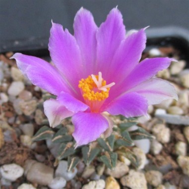 Ariocarpus kotschoubeyanus