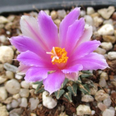 Ariocarpus kotschoubeyanus