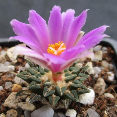 Ariocarpus kotschoubeyanus