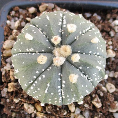 Astrophytum CAPAS  "CV AKABANA"