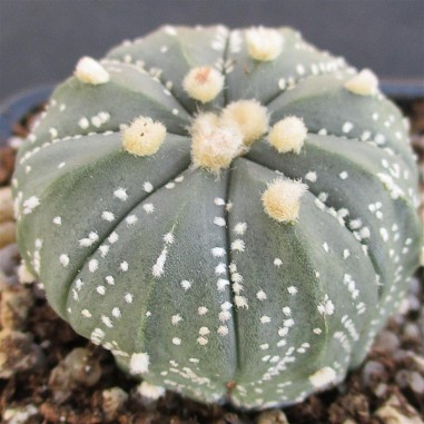 Astrophytum CAPAS  "CV AKABANA"