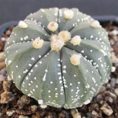 Astrophytum CAPAS  "CV AKABANA"