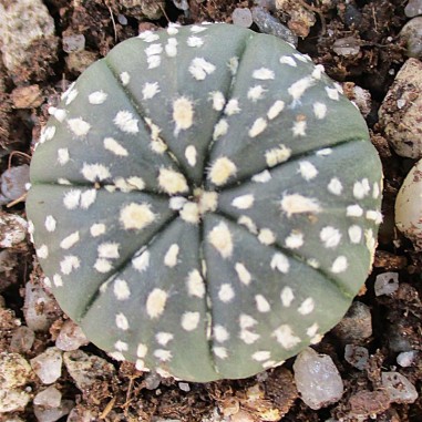 Astrophytum asterias ROYAL PATTERN...