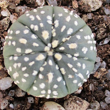 Astrophytum asterias ROYAL PATTERN...